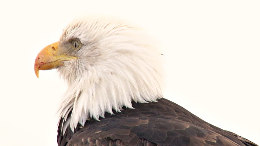 A close shot of a bald eagle with a scarred beak.