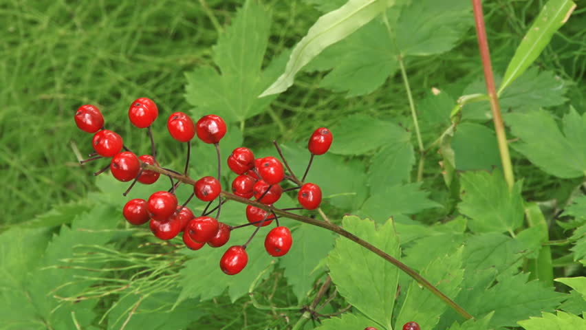 Close to wide pullback shot of the poisonous baneberry, with its leaves, for