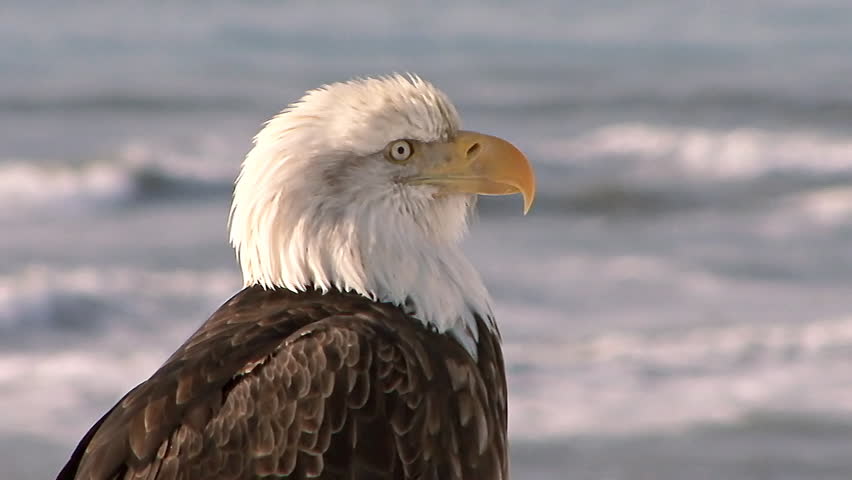 A bald eagle profile shot. Waves and breakers in background.