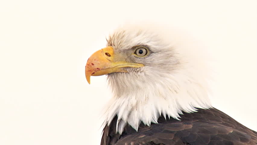 A close shot of a bald eagle with a scarred beak. 