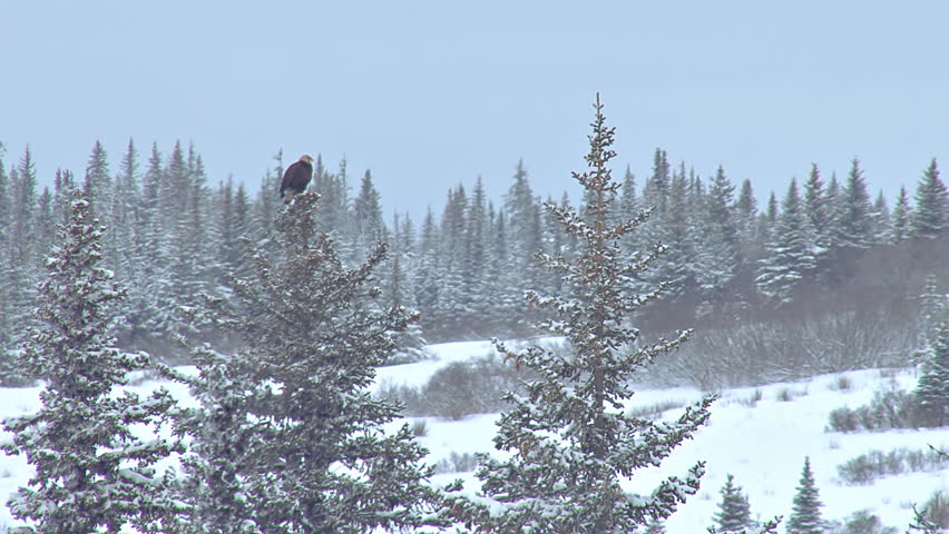Alaskan bald eagle atop a tree looking for tasty and careless hares.