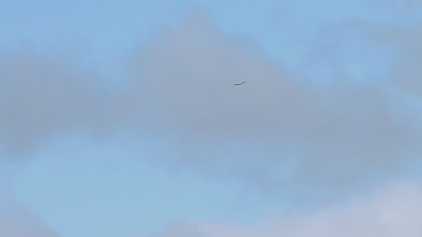 Tracking long shot shot of bald eagle wheeling in a cloudy sky.