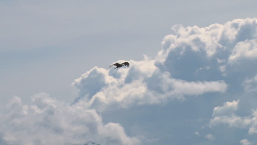 Bald Eagle Against Clouds