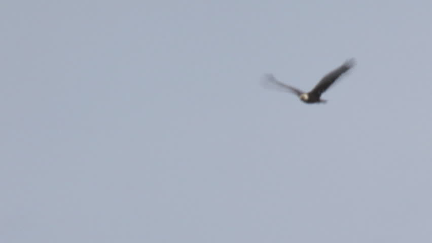 A bald eagle flies over on an overcast day. Moderate slow motion.