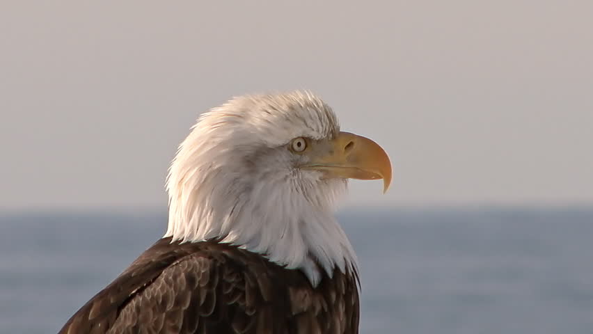 A bald eagle profile shot. Waves in distance behind.