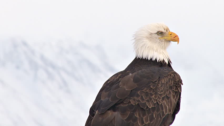 A close shot of a bald eagle with a scarred beak in Alaska with snow-covered
