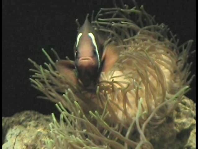 Clown fish (Nemo)