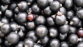 The video shows black currant. close-up background