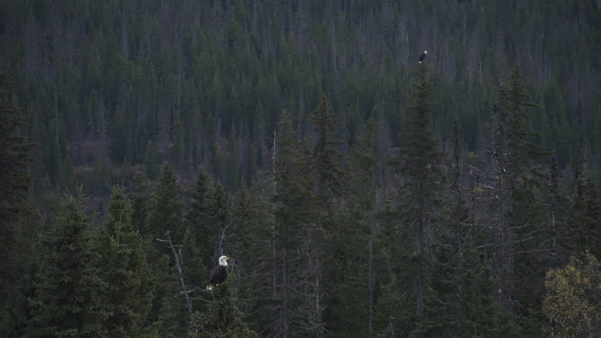 2 Bald Eagles Sitting Atop Spruce Trees