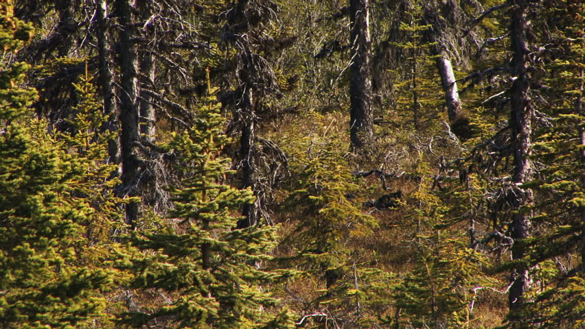 Alaskan Boreal Spruce Forest