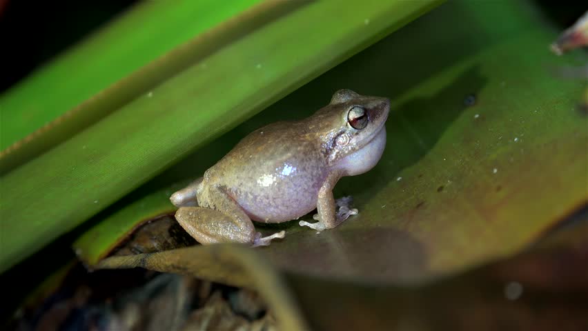 Night singing (mating calls) of common ?oqui frogs. Big island, Hawaii, USA