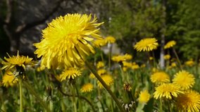 Video closeup of the blooming yellow dandelion in spring field.