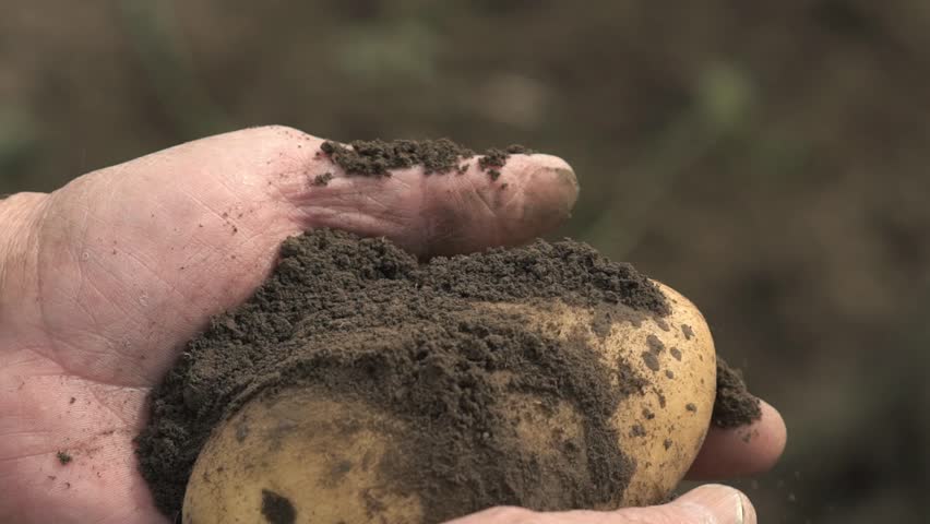 The farmer is holding a biological product of potatoes, hands and potatoes stained with earth. Concept biology, bio products, bio ecology, grow vegetables, vegetarians, natural clean, fresh product. Royalty-Free Stock Footage #31051000