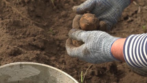 The farmer is holding a biological product of potatoes, hands and potatoes stained with earth. Concept biology, bio products, bio ecology, grow vegetables, vegetarians, natural clean, fresh product.