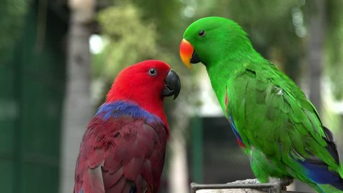 Eclectus Parrots couple