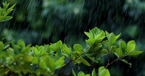 Close up green fresh leave branch under tropical rain water drop falling in the garden , nature rainy ambient sound included , 4K Dci resolution