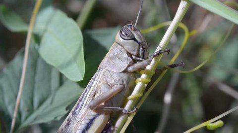 grasshopper on a grass stalk