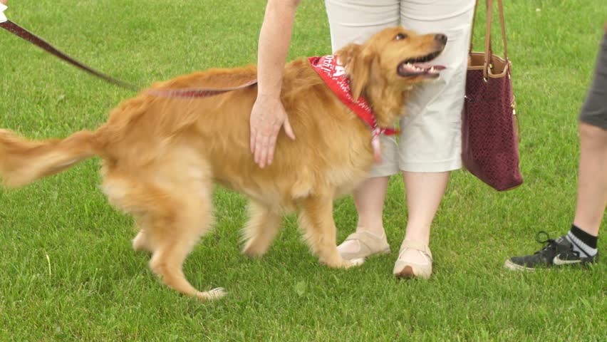 A golden retriever dog runs up to woman and boy at park to get petted in a park outdoors.