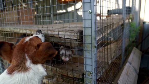 Hunting dog attacking european polecat in cage. Close up jack russell terrier barking at european polecat in cage