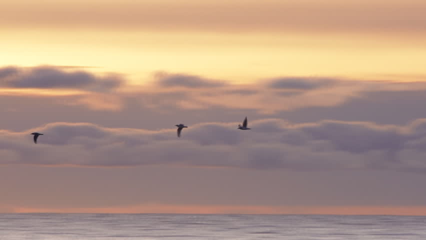 Three sea gulls flying speedily over the waves past sunset-hued clouds