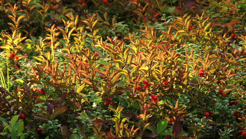 A glowing patch of bunchberries (Dwarf Dogwood) in a forest in Alaska's Kenai
