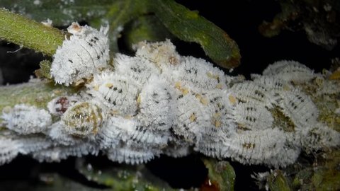 The citrus mealybug, Planococcus citri. Female mealy bugs are wingless, whitish scale-like insects, males are smaller and winged.