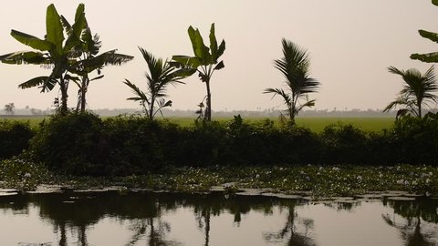 View from a moving houseboat on a canal looking over rice fields on the backwaters of Alleppey in the State of Kerala, Southern  India
