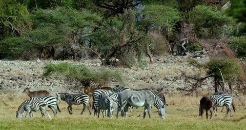 Grevy'S & Burchell'S Zebras Grazing; Samburu Kenya Africa