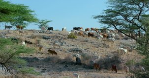 Cattle On Hillside; Samburu Kenya Africa