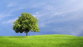 Green grass and tree in wind breeze with clouds running background, time lapse clip, green concept.
