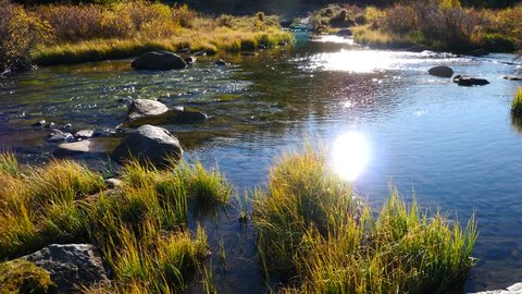 Swamp creek in autumn sunlight