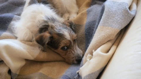 Birds eye view of a scruffy Jack Russell Terrier napping on a wool blanket. The autumn scene is peaceful and warm. The sweet puppy was rescued from a puppy mill  and now has a loving family.