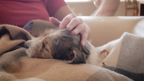 Jack Russell Terrier puppy naps on a woman's lap. The two relax on a lazy weekend while the baby dog sleeps on a cozy wool blanket. The wiry purebred dog rests and natural light fills the living room