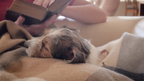 Woman reads a book while a Jack Russell puppy naps in her lap. The two relax on a lazy weekend while the wiry purebred dog sleeps on a cozy blanket. Natural light fills the living room.