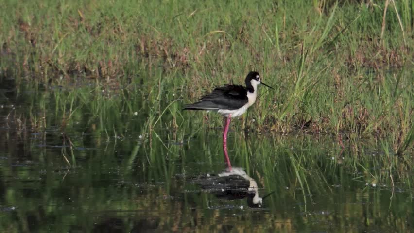 A Black-necked Stilt preening in a pond of the Bosque del Apache Wildlife Refuge, New Mexico.