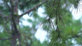 Pine tree with heavy rain falling slow motion,rain forest close up tree object.