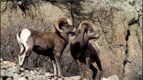 Triple Header - Two bighorn rams head-butt each other to establish dominance in the social order. One tries to get advantage by faking a retreat. The dominant ram mates with the ewes.
