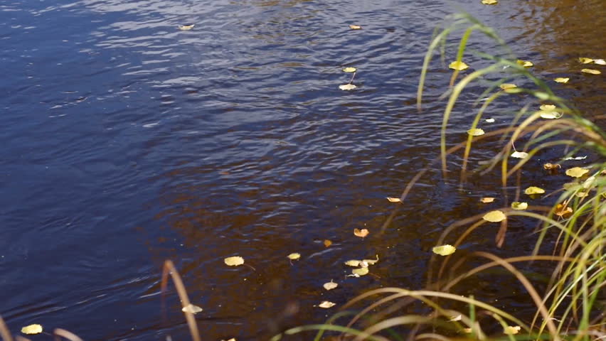 Yellow foliage floats along the stream of the fast river