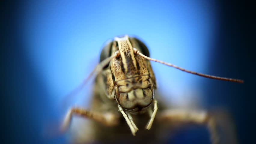 Grasshopper – extreme  close up Royalty-Free Stock Footage #31081768