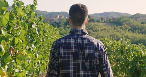  Man in September to harvest vineyards ,check and  collects the selected grape bunches in Italy for the great harvest. bio concept, organic food, nature and fine wine handmade