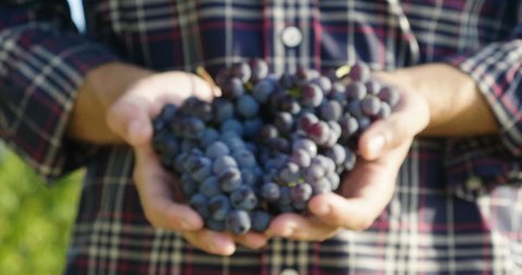  Man in September to harvest vineyards ,collect and show grape bunches in Italy for the great harvest. bio concept, organic food, nature and fine wine handmade