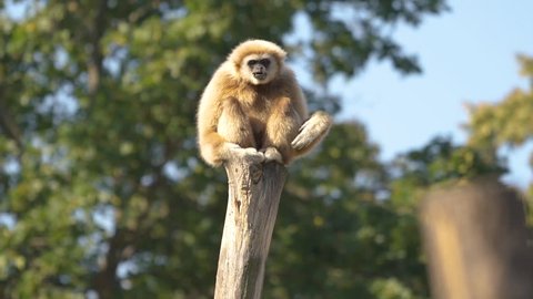 animal cinemagraph funny gibbon ape sitting on tree trunk shaking and moving arms loop
