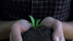 Farmer holding baby plant in hands. Slow motion shoot