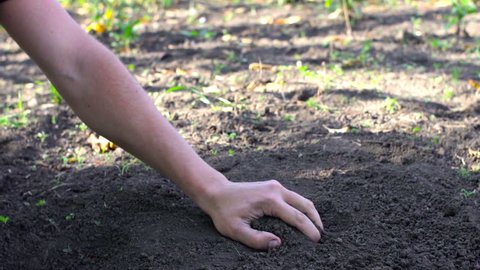 Черная земля рук не любит. Грунт в руках. Руки касается земли. Почва в руках. Сжимаем в руке почву.