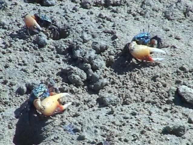 Blue crabs. Bali island. Indonesia