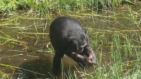 bonobo - pan paniscus foraging in swamp