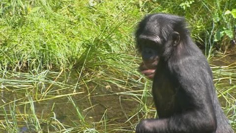 bonobo - pan paniscus foraging in swamp - medium shot