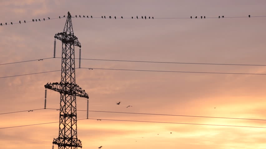 Power line, construction crane and birds with creamy colorful sky in the morning  Royalty-Free Stock Footage #31088149