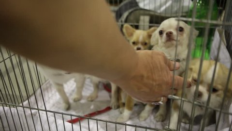 Dog Show in Kiev-Ukraine 25. August 2017. chihuahua puppies are sitting in a cage. small dogs of white coloring peep out of the cage. dog show in ukraine.
