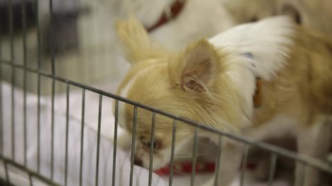 Dog Show in Kiev-Ukraine 25. August 2017. chihuahua puppies are sitting in a cage. small dogs of white coloring peep out of the cage. dog show in ukraine.

